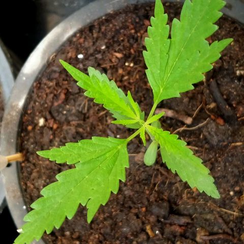 AK - 47 โฟโต้ growlog timeline photo
