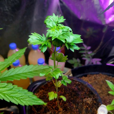 OG Kush ออโต้ growlog timeline photo