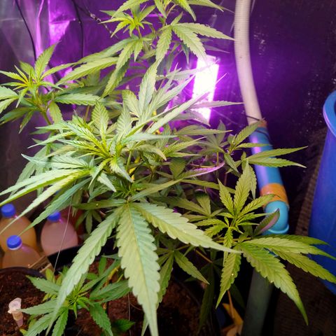 Jack Herer โฟโต้ growlog timeline photo