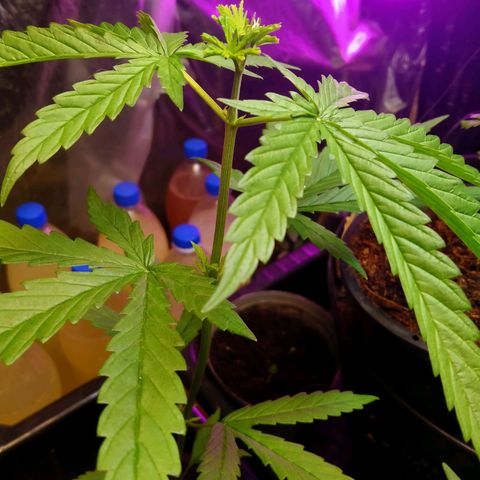 AK - 47 โฟโต้ growlog timeline photo
