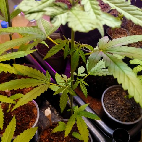 Gorilla โฟโต้ growlog timeline photo