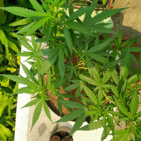 Jack Herer โฟโต้ growlog timeline photo