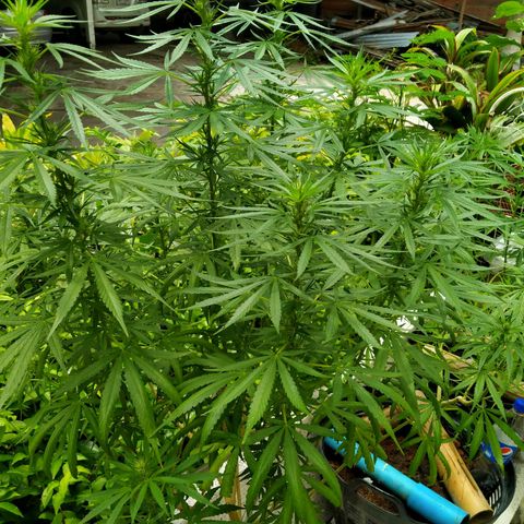 Jack Herer โฟโต้ growlog timeline photo