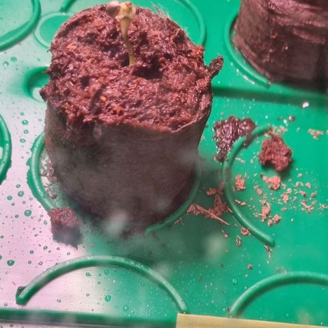 White Widow Automatic growlog timeline photo