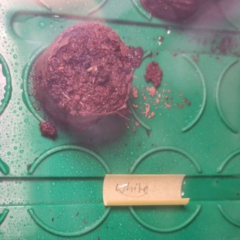 White Widow Automatic growlog timeline photo