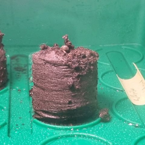 White Widow Automatic growlog timeline photo