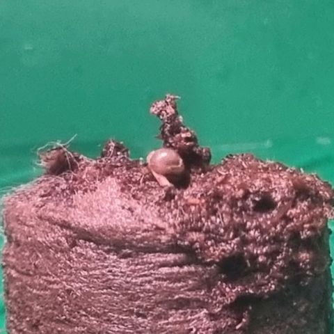 White Widow Automatic growlog timeline photo