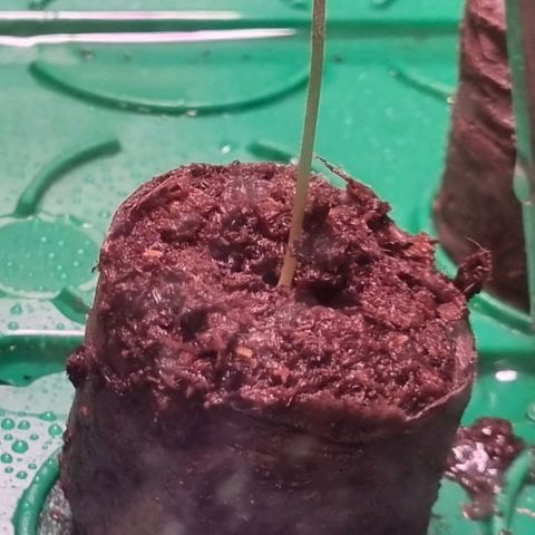 White Widow Automatic growlog timeline photo