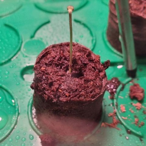 White Widow Automatic growlog timeline photo