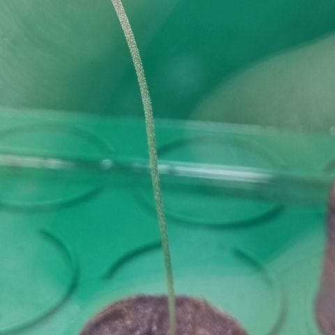 White Widow Automatic growlog timeline photo