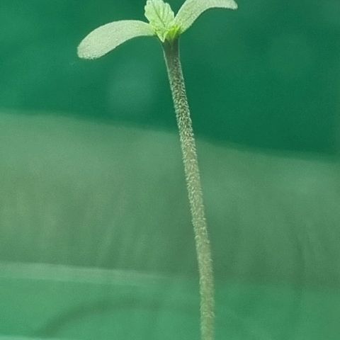 White Widow Automatic growlog photo: Vor dem eintopfen