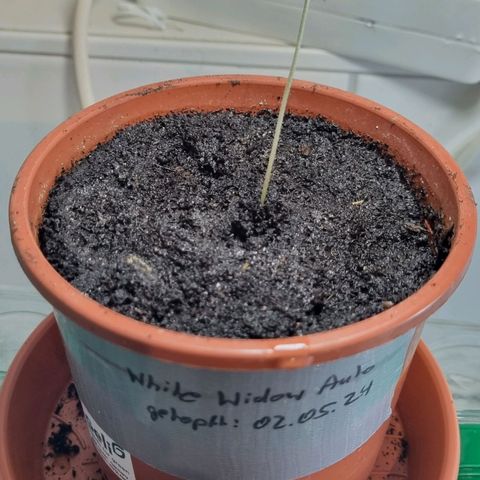 White Widow Automatic growlog photo: Nach dem eintopfen