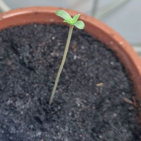White Widow Automatic growlog photo: Nach dem eintopfen