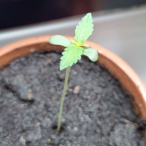 White Widow Automatic growlog timeline photo