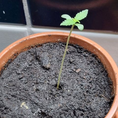 White Widow Automatic growlog timeline photo