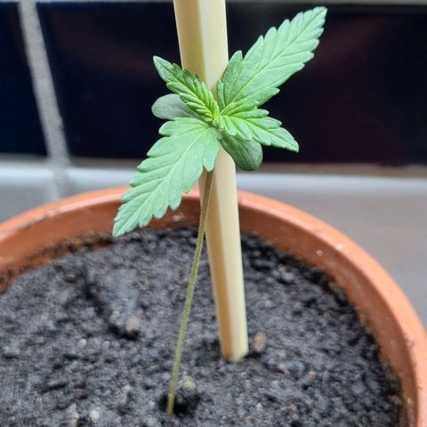 White Widow Automatic growlog timeline photo