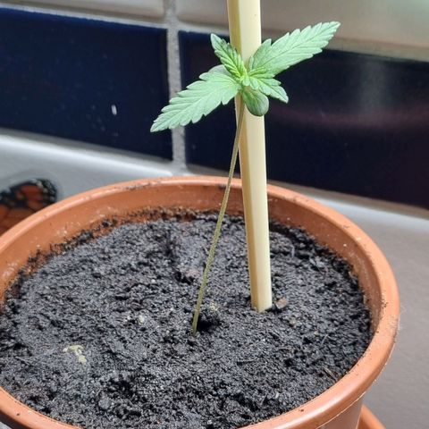 White Widow Automatic growlog timeline photo