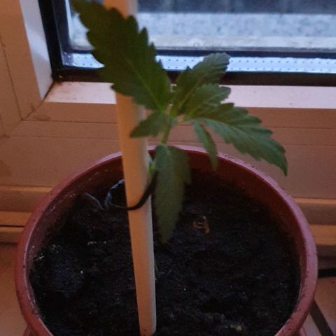 White Widow Automatic growlog timeline photo