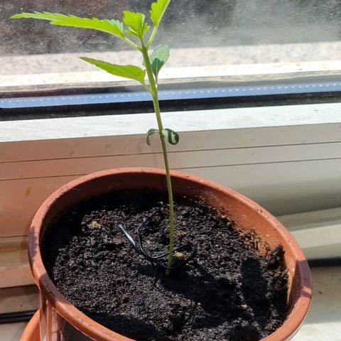 White Widow Automatic growlog timeline photo