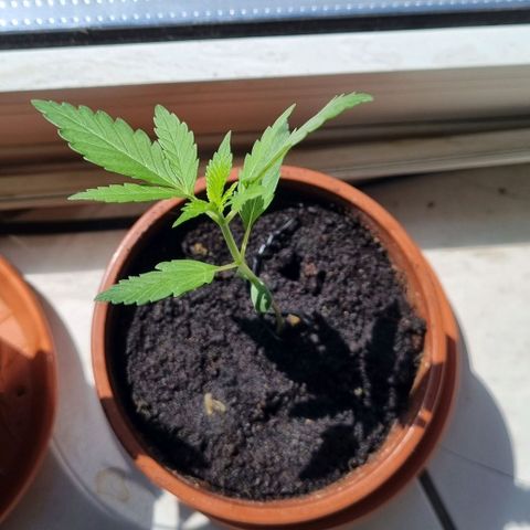 White Widow Automatic growlog timeline photo