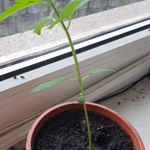White Widow Automatic growlog timeline photo