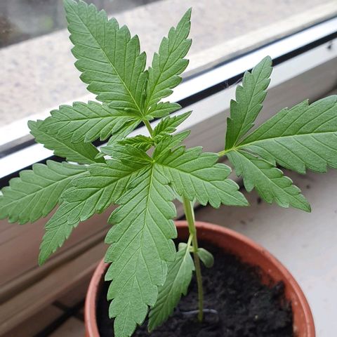 White Widow Automatic growlog timeline photo