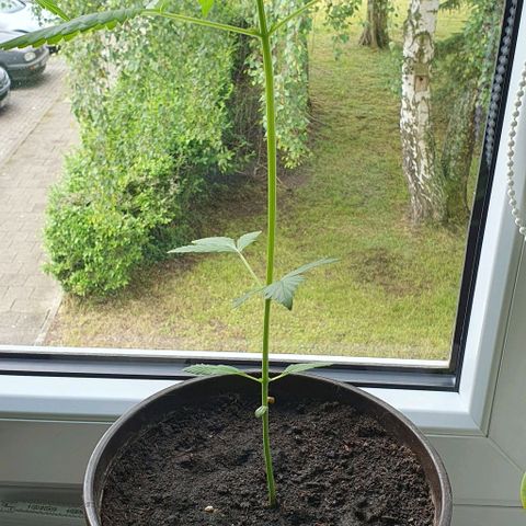 White Widow Automatic growlog timeline photo