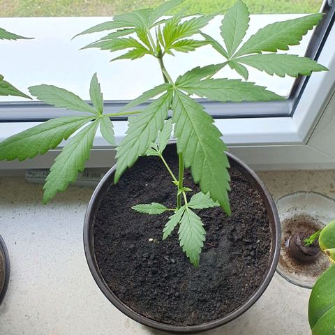 White Widow Automatic growlog timeline photo