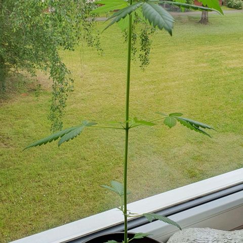 White Widow Automatic growlog timeline photo