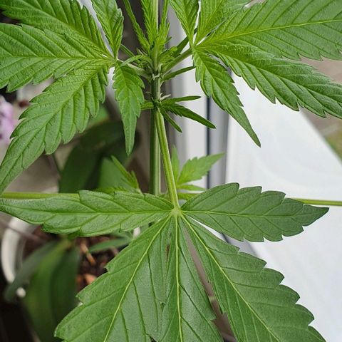 White Widow Automatic growlog timeline photo