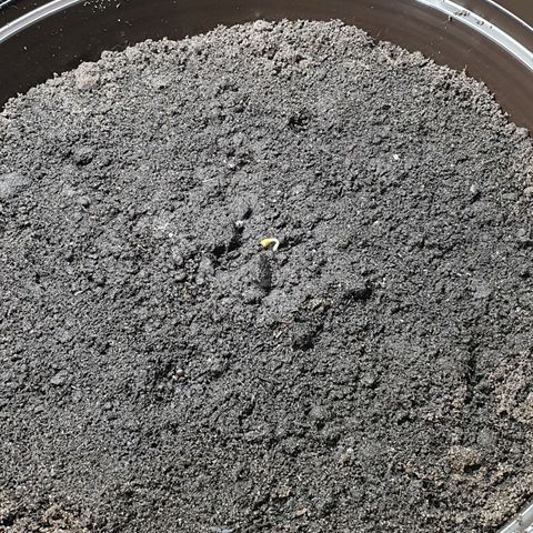 Royal Bluematic growlog timeline photo