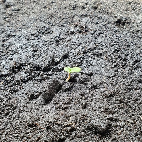 Royal Bluematic growlog photo: Abends
