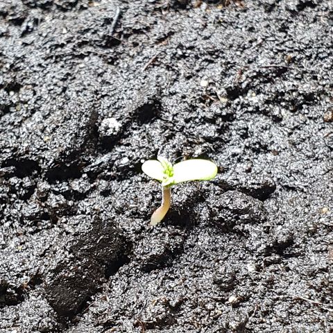 Royal Bluematic growlog photo: Abends