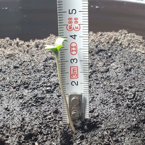 Royal Bluematic growlog timeline photo