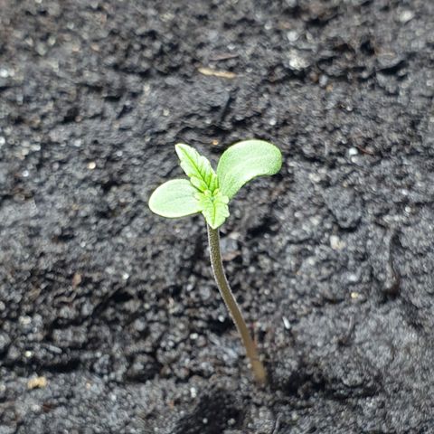 Royal Bluematic growlog timeline photo