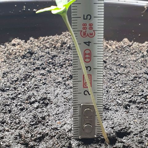 Royal Bluematic growlog timeline photo