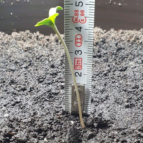 Royal Bluematic growlog timeline photo