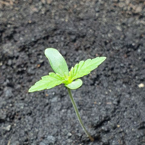 Royal Bluematic growlog timeline photo