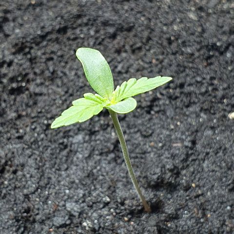 Royal Bluematic growlog timeline photo