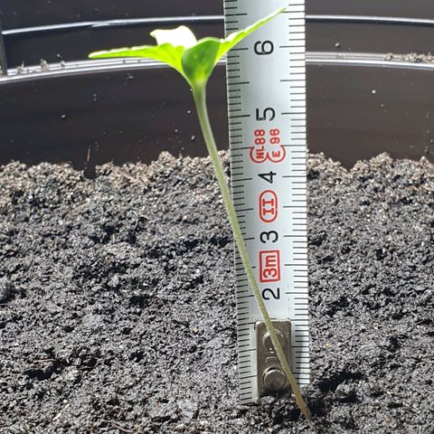 Royal Bluematic growlog timeline photo