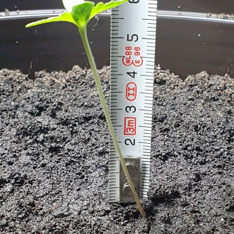 Royal Bluematic growlog timeline photo