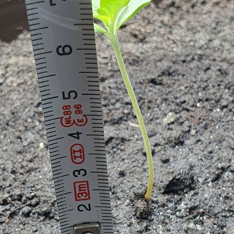 Royal Bluematic growlog timeline photo
