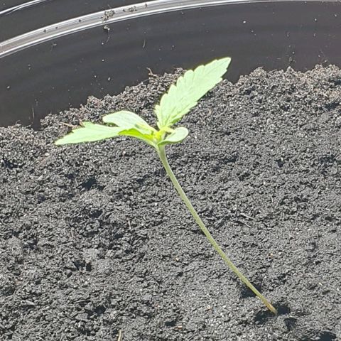 Royal Bluematic growlog timeline photo