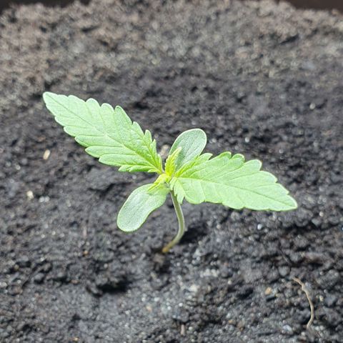 Royal Bluematic growlog timeline photo