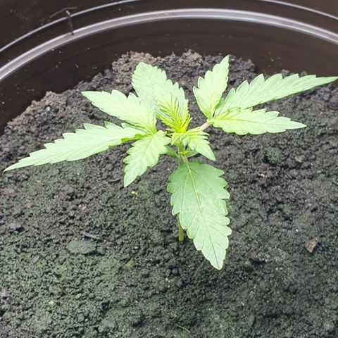 Royal Bluematic growlog timeline photo