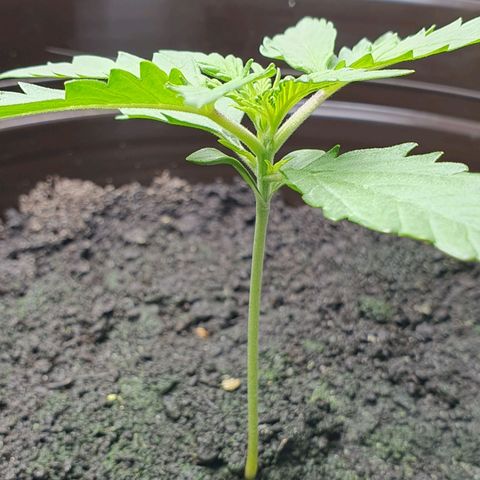 Royal Bluematic growlog timeline photo