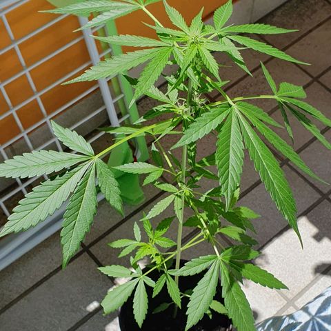 White Widow Automatic growlog timeline photo