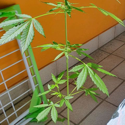 White Widow Automatic growlog timeline photo