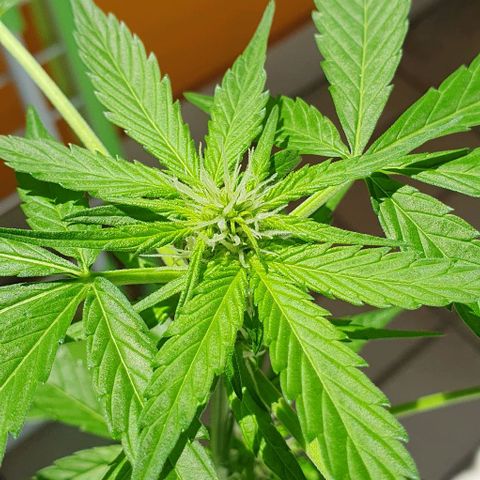 White Widow Automatic growlog timeline photo