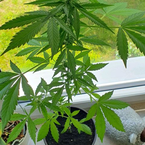 White Widow Automatic growlog timeline photo
